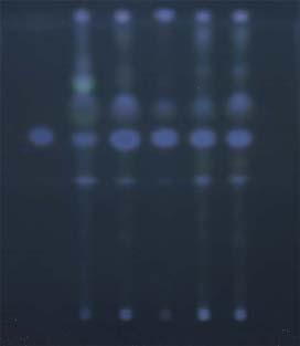 2) 분말 5 g을취하여 50 ml 의석유에테르로 2 회에나누어추출하는데매회에 18 시간씩침지하여여과한다. 여과액을합쳐마를때까지감압회수한후잔류물을소량의석유에테르로용해시켜실리카겔 G 박층판위에떨구고벤젠 초산에칠 빙초산혼합액 (12 : 4 : 0.5) 을전개제로하여전개시킨다.