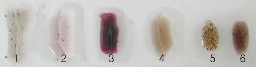 2) 검체 3 번은홍색을나타내고검체 1, 2, 4, 5번은황갈색을나타냈다. 3) 검체 3 번은자홍색으로변하고검체 2 번은엷은적색, 검체 6 번은적갈색으로변한다. 검체 1, 4, 5 번은흑갈색으로변한다.