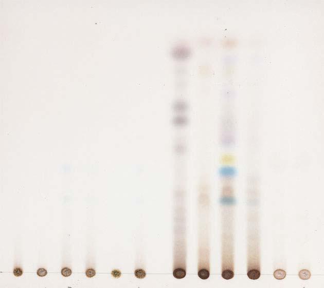 메탄올추출액을헥산 초산에틸혼합액 (8 : 2) 을전개용매로하여전개한박층판에묽은황산시액을뿌렸을때 (C) 와여기에자외선 (365 nm) 을쪼였을때 (D) 모두서로다른패턴을나타냈고 1), 2), 3) 에적합한검체