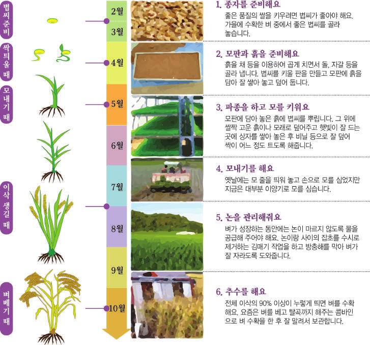 02 바로알자 쌀에대한올바른이해 벼의일생 벼는일년생작물로서발아, 생장, 출수, 성숙하기까지의기간은품종및재배환경에따라 다르지만대체로 3~6 개월정도이다. 쌀의식미는 밥맛 을의미하며우리나라사람들은보통밥맛이좋은쌀을고품질쌀로취급한다. 쌀의식미를구성하는요소는쌀의화학적성분과물리적성질, 쌀밥의조직감및밥을먹을때의느낌등으로나눌수있다.