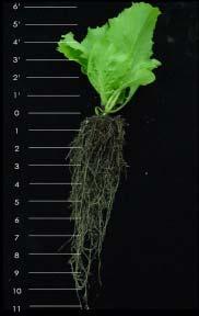 Section cfu/g of tissue Log (cfu/g of tissue) Adults Leaf Root - 5'-6' - 4'-5' - - 2'-3' - - 0-1' 3.2 x 10 6 6.50 0-1 1.