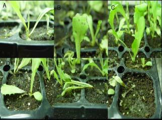 Fig. 5. Symptoms of damping-off caused by Rhizoctonia solani PY-1 isolate for the pathogenicity on crisphead lettuce at plugpots in a growth chamber.