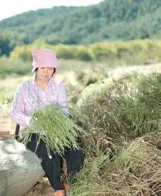 구절초부산물을활용한디저트개발 215