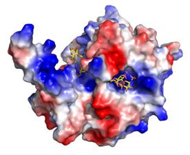 Nature Struct Mol Biol 2010 ( 좌 ); 헤파린분해효소와헤파린복합체의 3차구조. J. Biol. Chem.