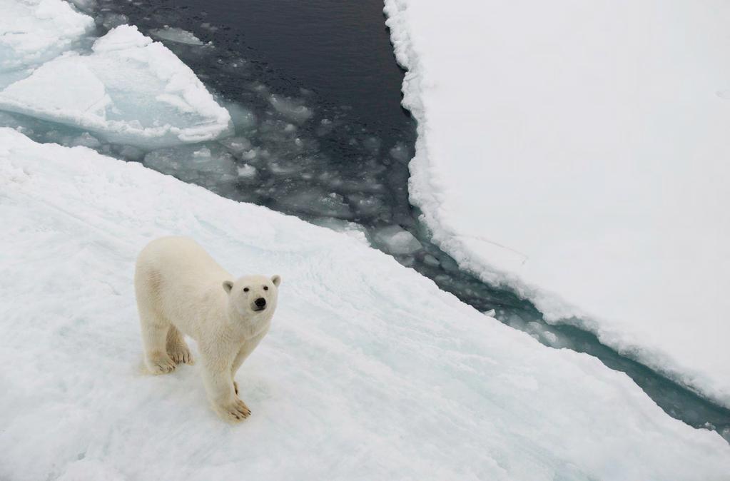 북극을지켜주세요 Daniel Beltrá / Greenpeace 미국지질연구소에따르면, 지금의지구온난화가계속된다면북극곰의 ⅔는 2050년이되기전에사라질것이라고합니다.