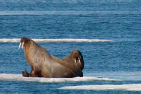 - 배우주드로 (Jude Law) 지구의꼭대기에있어, 러시아, 캐나다, 알래스카등에인접해있으며, 추울때는영하 40도까지떨어집니다. 이런날씨에도불구하고, 북극에는북극곰, 물개, 바다코끼리, 17종의고래, 수백 마리의바다새등다양한동물들이빙하에의존 하며살아가고있습니다.