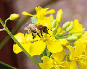 벌은먹을것을찾아다니거나벌집에머무는동안살충제, 살균제와같은화학물질에동시다발적으로노출되고있습니다. 또한, 이런물질에오염된꽃가루는벌개체를직접적으로위협할수있습니다. 꽃가루는벌무리전체에단백질과에너지를제공하는먹이이기때문입니다.