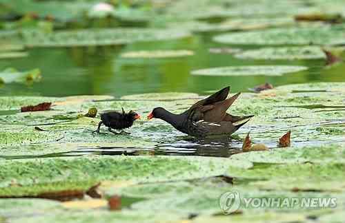 제 16 회지속가능발전전국대회 4) 제반활동사항 토지매입 : - 사유지 1 5 6 필지토지협의매입 - 지방비 ( 시비 ) 예산 : 7 0 억소요 시민사회와거버넌스구축 - 강릉시, 강릉의제 2 1 협의회, 시민환경센터,