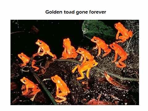 (golden toad) 를보았다. 어른한사람이제대로들어앉기도비좁을정도의물웅덩이에언뜻세어봐도족히스무마리는넘을듯한수컷두꺼비들이마치우리옛이야기 선녀와나무꾼 에나오는선녀들처럼멱을감고있었다.