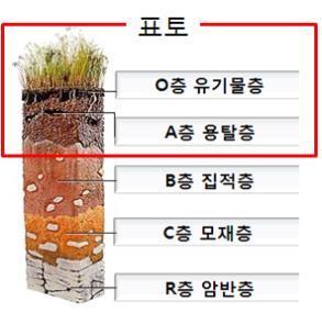 Ⅰ 3 토양단면 - 토양단면형성과정 : 물질의변형, 운반 ( 이동 ), 첨가, 손실의과정이반복되면서형성됨 (p.