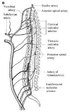 제 2 회대한수술중신경계감시연구회심포지움 Spinal cord blood supply Anterior spinal artery Anterior horn Central gray matter Ventral portions of dorsal horns and corticospinal