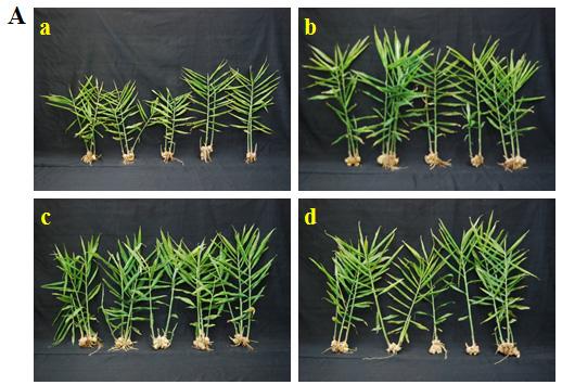 생강연작재배지에서 Pythium zingiberum 경감을위한녹비작물재배효과 Table 4. Chemical properties in soil after incorporation of green manure crops Treatment plots ph 1:5 EC ds m -1 OM g kg -1 T-N Avail.