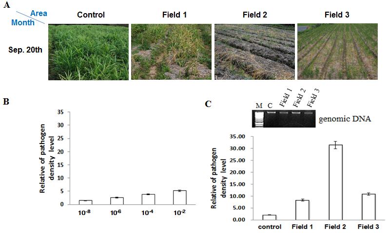 韓資植誌 Korean J. Plant Res. 28(2) : 271~278(2015) Fig. 2. Density analysis of P.