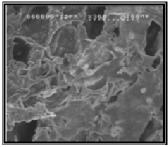 SEM morphologies of chondrocyte adhesion after 6 days culture on various surface-modified dual pore PLLA scaffolds: (a) PLLA control, (b) Ar/AA, (c) Ar+AA+Ar, (d) Ar+Ar+AA, and (e) Ar+AA+AA.