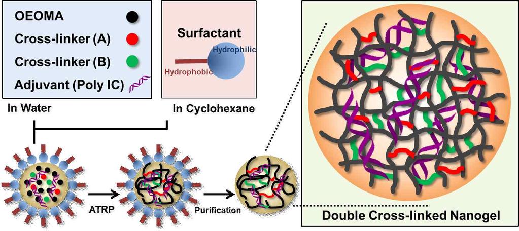그림 1. Nanogel 합성개념도 나.