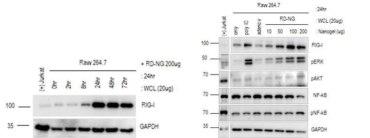 7이 RITC-Dextran-Nanogel을 uptake 하였음을 Red signal로확인할수있었으며, 점점시간이지나갈수록 Raw264.7이더많은 RITC-Dextran-Nanogel을 uptake한다는것을확인할수있었다. (2) Mouse Raw264.7 에주입한 RD-NG 와의 RIG-1, IFN-α 의증가 그림 6.