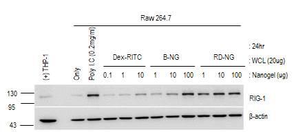 그림 7. 각나노겔의농도에따른 Raw264.7 의반응 이는 Raw264.7 과 RD-NG가면역반응이일어나그중 RLR signal 에서도 RIG-1이증가됨을확인할수있었다. Raw264.7에 RD-NG 10, 50, 100, 200ug 농도별로처리하고 24hr 후 western blot 으로확인한결과 100ug, 200ug 에서 RIG-1이증가하였음을알수있었다.