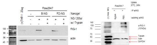 (3) Mouse Raw264.7 에주입한 RD-NG 과의직접적인결합증명. 그림 9. B-NG 와 RN-NG 의 Raw264.7 세포에대한결합확인 이실험은 Raw264.