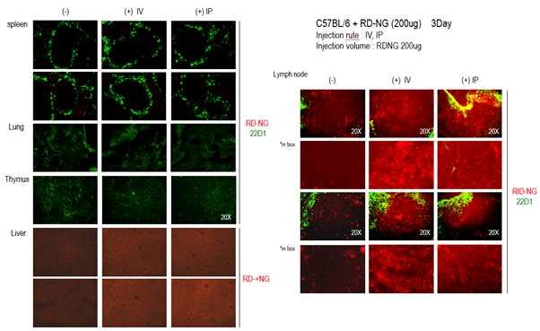 (2) 연구결과 ( 가 ) 1set Interferon-α을촉진하는 poly IC 보다 RITC-Dextran-Nanogel 100ug 에서 IFN-a 생성을확인하였으며이결과를바탕으로 Mouse in vivo 에접목시켜진행하였다.