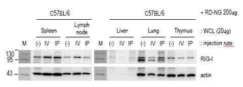Lymph node 에서면역반응을일으키는 RD-NG 확인 위의 ( 그림 10) 에서보이듯이주요면역반응을일으키는장기인 Spleen, Thymus, Lymph node 중에서도 Lymph node 에서 RITC-Dextran-Nanogel의 signal을보였으면