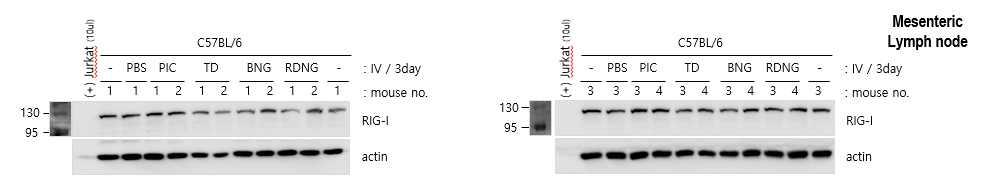 macropage만 isolation하여 RITC-Dextran-Nanogel 과 uptake를확인하였다. ( 나 ) 2set 그림 12.