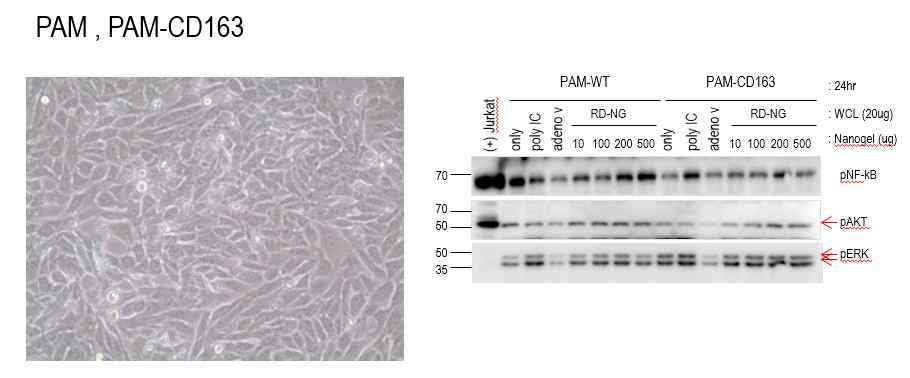 (1) 돼지 cell line 을이용한실험결과 먼저돼지 PAM, PAM-CD163을시도하였지만현미경상 uptake을확인할수없었으며 ( 그림 14) Western blot을통해서 phospho-nf-kb, phospho-akt, phospho-erk 를찍은결과 control에비해 RITC-Dextran-Nanogel 500ug에서 phospho-nf-kb,