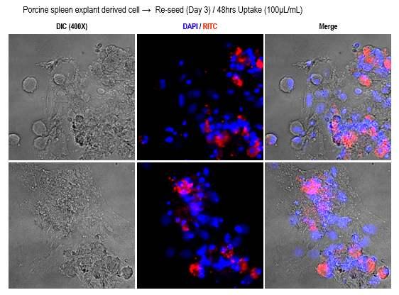 derived cell 에 RITC-Dextran-Nanogel 을 100ug 을처리하고 48hr 후 현미경관찰결과