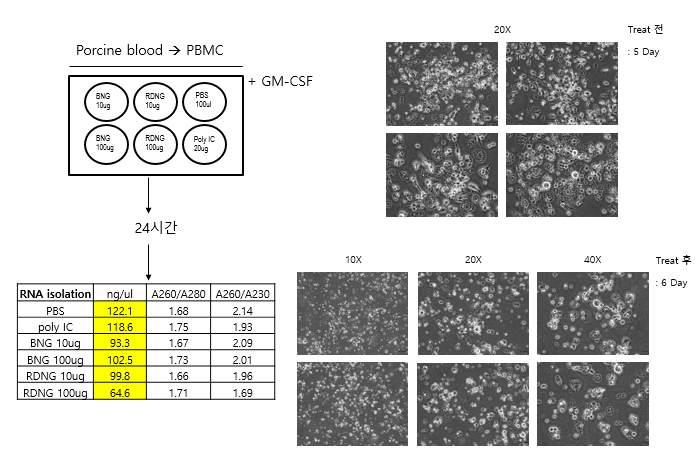 그림 23. 돼지 PBMC 의분화과정. 그림 24. 돼지 PBMC 를이용한 RNA isolation.