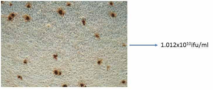 상기서술한방법으로 2차농축까지마친구제역홍콩아데노바이러스 (Ad.HK) 의역가를측정하기위해서면역염색법을이용하여역가를측정한결과 1.012x1010ifu/ml임을알수있었다. 학계보고에따르면 ifu는 pfu와동가인것으로밝혀져있다 (Bewig, B. & Schmidt, W. E., BioTechniques, 2000). 그림 41.