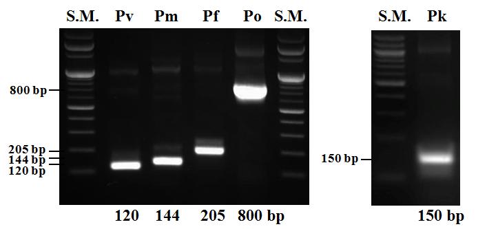 그림 Ⅱ-19 Two step nested-pcr 을이용한 5 종의말라리아원충의전기영동결과 말라리아원충 Size (bp) S.