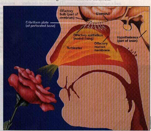 Olfactory Recognition To mimic some aspects of