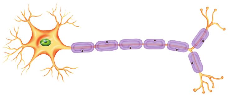 1 ⑴ 핵과대부분의세포질이모여있어여러가지생명활동이일어나는부분은신경세포체 (A) 이다. ⑵ 다른뉴런이나기관으로자극을전달하는부분은축삭돌기 (C) 이다. ⑶ 다른뉴런이나기관으로부터오는자극을받아들이는부분은 가지돌기 (B) 이다.
