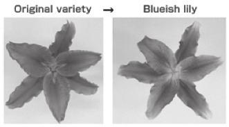 종류변형된특성보고학술지연도 국화 (Chrysanthemum morifolium Ramat.) 내병성 Plant. Signal. Behav.