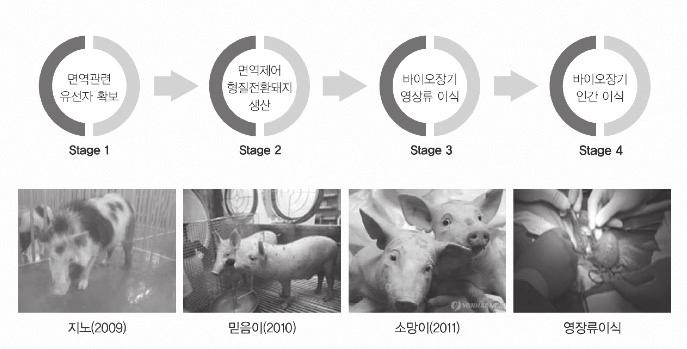 그리고해파리의형광유전자를삽입하여형광을나타나게하는닭, 개와한우가생산되었으며, 유용물질을 Stage1 Stage2 Stage3 Stage4 생산하는돼지와닭이개발되었다 ( 표 3-6-20). 나.