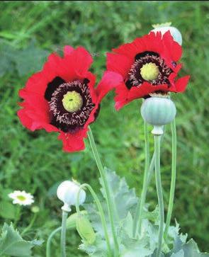 나 ) 종류 (1) 천연마약및추출알카로이드 2) ( 가 ) 양귀비양귀비는일명 앵속 (opium poppy, 罌粟 ) 이라불리는식물로서여러종류가있으나우리나라에서재배를금지하고있는식물은파파베르솜니페룸엘 (Papaver somniferum L.), 파파베르세티게룸디시 (Papaver setigerum DC.