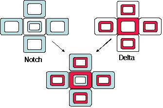 4 Delta B Notch B A B B 그림1. lateral inhibiton에서의 Notch와 Delta 의발현패턴[3] 중요한작용을하며 Notch와 Delta 의불균형에의해나타나는현상이다. 측면억제작 용이이루어지는인접한세포들은 Notch와 Delta 의발현패턴이역전되어있다.
