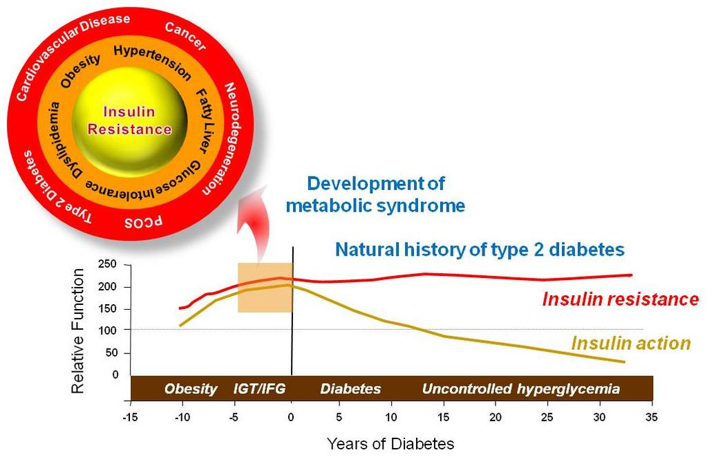 인슐린수용체 (insulin receptor) 에인슐린이결합한후 docking protein인 insulin receptor substrate 1, 2 (IRS1, IRS2) 의 tyrosine 인산화가증가하고, 이어서인산화된 IRSs 에 SH2 domain 을가지는단백질 (PI3K, Grb2, SHP2 등 ) 이결합하여활성화된다 6).