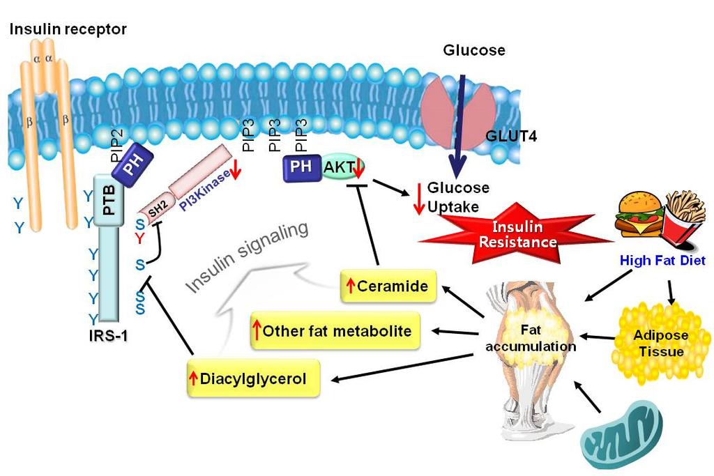 - 대한내과학회지 : 제 77 권제 2 호통권제 588 호 2009 - Figure 3. The potential mechanism of fat accumulation in the development of skeletal muscle insulin resistance. 개하는것으로알려지고있다 21,23,24).