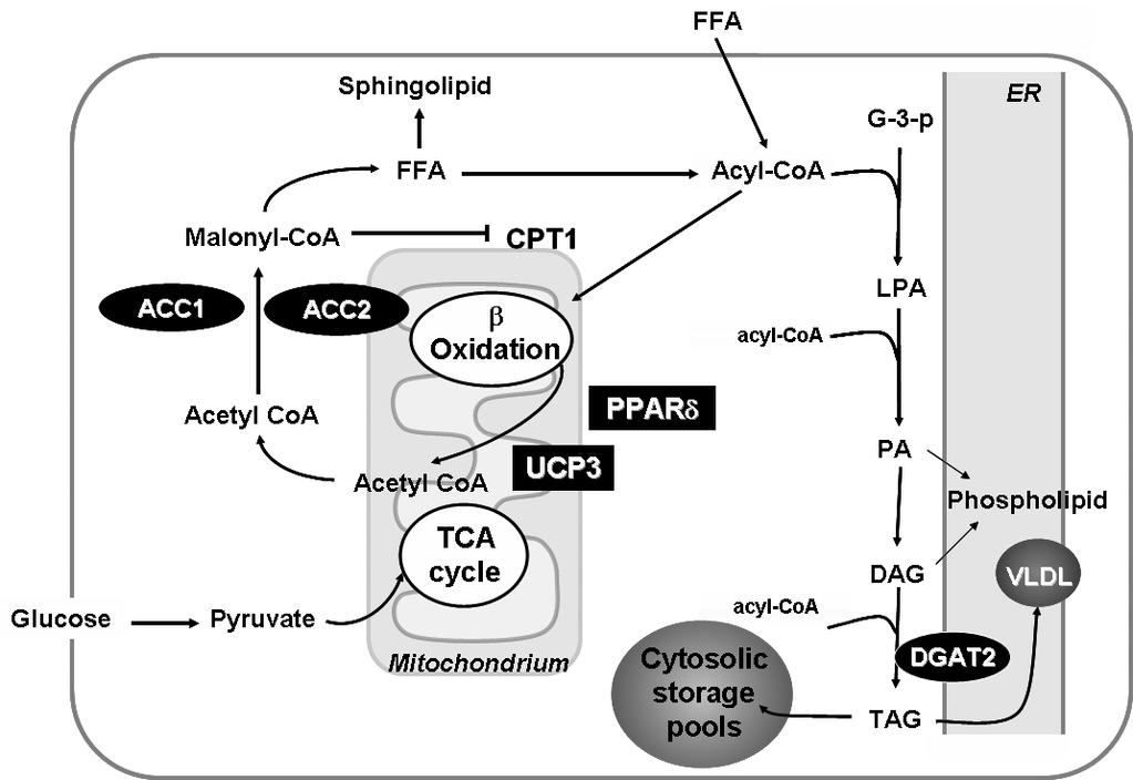 - 최철수. 인슐린저항성의발생기전 - Figure 4. Therapeutic targets for fat-induced insulin resistance by reducing fat synthesis and increasing fat oxidation.