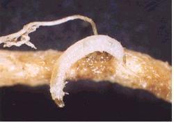배추벼룩잎벌레 (Phyllotreta