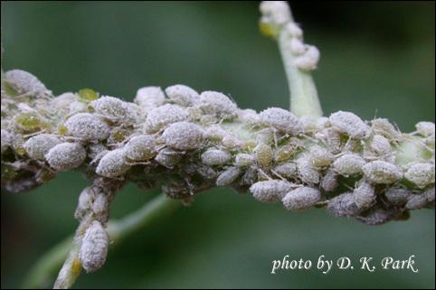 양배추가루진딧물 Brevicoryne brassicae 기주식물 : 배추 양배추,