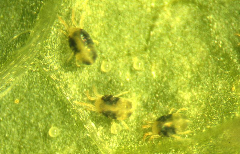 응애류해충 주요문제해충 : 점박이응애, 점박이응애붙이, 차응애등 암컷은 0.5mm, 수컷이 0.