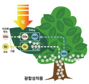 병해충 발생 또한 증가하고 있는 추세이다 고산지대에서 구상나무 등 한대 식물종의 쇠퇴현상이 발견되고 있으며 한해 병해의 고지대화가 진행되고 있는 실정이다 IV. 기후변화와산림의역할 1.