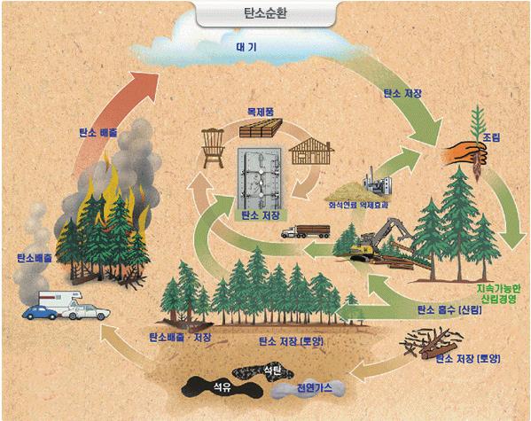 지구의 산림면적은 육지 면적의 약 정도이지만 지구 전체 광합성의 가량을 담당하며 육상 생태계 탄소의 와 토양 내에 있는 탄소의 를 보유하고 있다 나무에 저장된 탄소량은 해양과 대륙에 비하면 많은 양은 아니지만 대기와 교환되는 양이 매우 많고 기후변화와 인간 활동에 민감하게 반응하기 때문에 매우 중요하다 의 기후상태에 영향을 미치게 되는 것이다 더욱 중요한