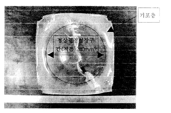 (2) 과열도가 50 인경우 그림 8은과열도를 50 한경우에성장한결정의모습이다. 그림에서보는바와같이결정성장초기에는정상적인결정성장이일어났으나, 후반부에많은기포가생성되어있는것을알수있다. 과열도를 50 로한경우에는시드는거의정상적인것보다약간크고자유표면이거의사라지고, 성장은다소빠르게일어나고있음을알수있다.