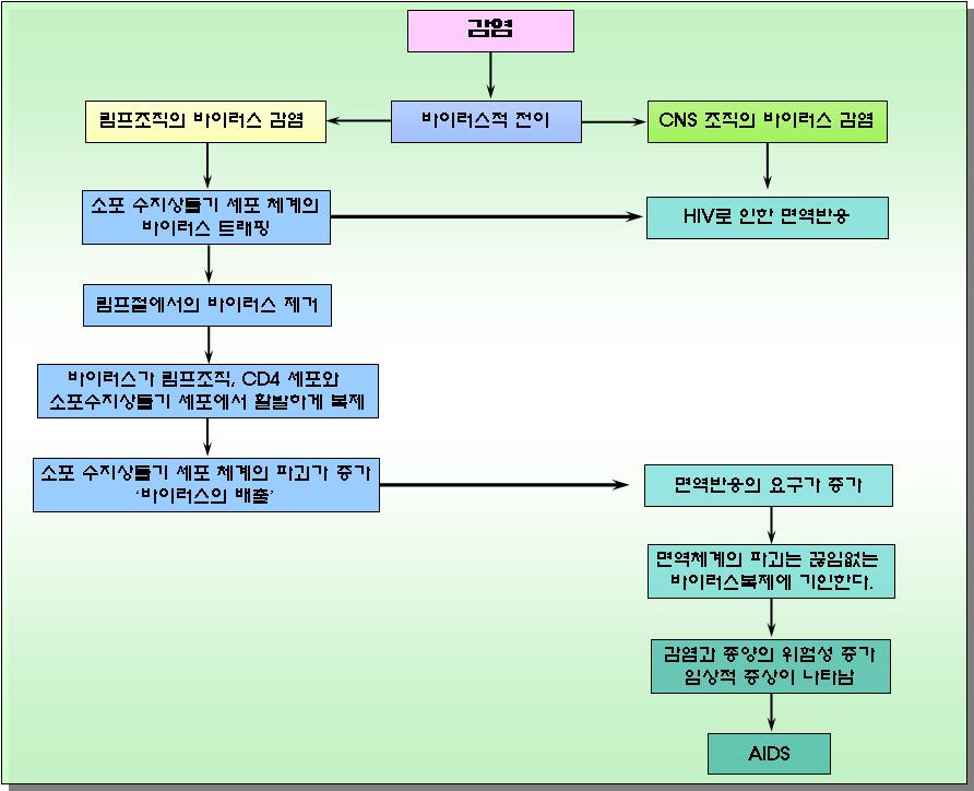 그림 10. 바이러스발병 # 자료출처 : NACO. specialist's training and reference module ( 바 ) HIV 감염과정 1) Typical Progressors: HIV 감염의일반적인과정은세단계로진행된다.