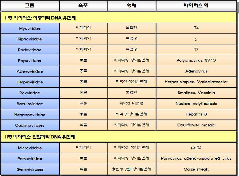 로음성가닥 DNA 주형에서만들어진다. 2) Ⅱ형바이러스 : 유전체는단일가닥 DNA이다. 이들은현재 Ⅱa형과 Ⅱb 형으로분류된다. 3) Ⅲ 형바이러스 : 유전체는이중가닥 RNA 로한가닥은 mrna 와동일하다. 4) Ⅳ형바이러스 : 유전체는단일가닥 RNA이며양성가닥으로, mrna로바로사용될수있다.