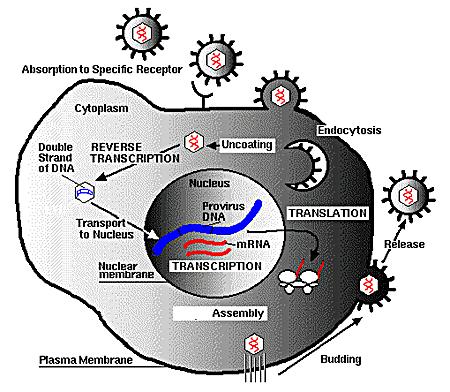 그림 4. 레트로바이러스의복제과정 # 자료출처 : BIOLOGICAL DIVERSITY: VIRUSES (4) 바이러스감염의병인론바이러스는효율적인바이러스의복제, 전파, 조직으로의부착, 숙주의방어체계나면역체계를회피할수있다.