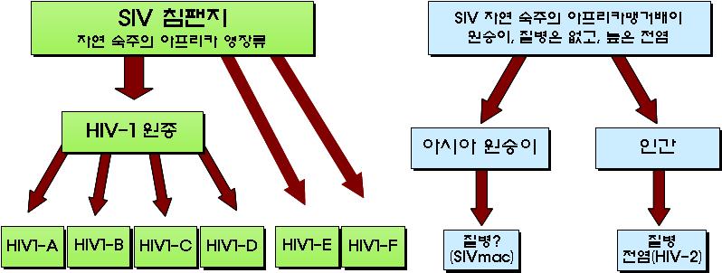 그림 5. HIV 의유력한근원 # 자료출처 : NACO. specialist's training and reference module ( 다 ) HIV의분자생물학적특성 HIV는동물레트로바이러스의렌티바이러스과에속한다. 이에속하는면역결핍바이러스들은세포에장기간잠복감염하고단기적으로는세포병변효과를가져올수있다.