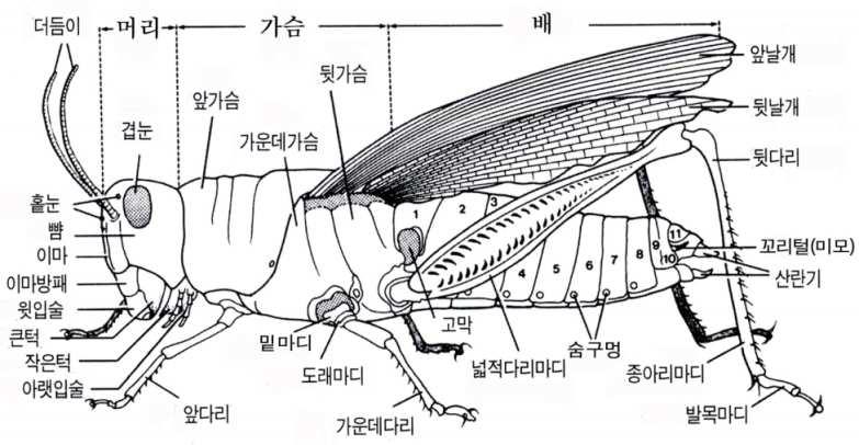 01 곤충의이해 1. 곤충의정의 곤충이란몸이 머리, 가슴, 배 의세부분으로이루어져있고, 다리가 3쌍, 날개가 2쌍인동물을말한다.